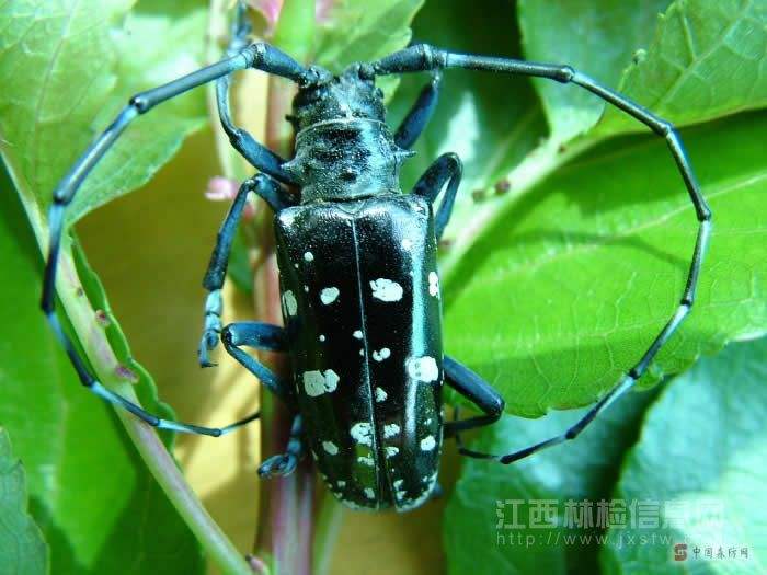 药用植物害虫光肩星天牛,光肩星天牛