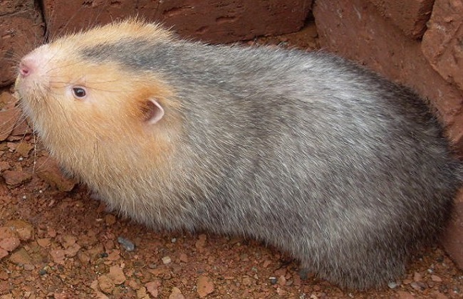 今年竹鼠养殖前景,现在竹鼠养殖前景如何