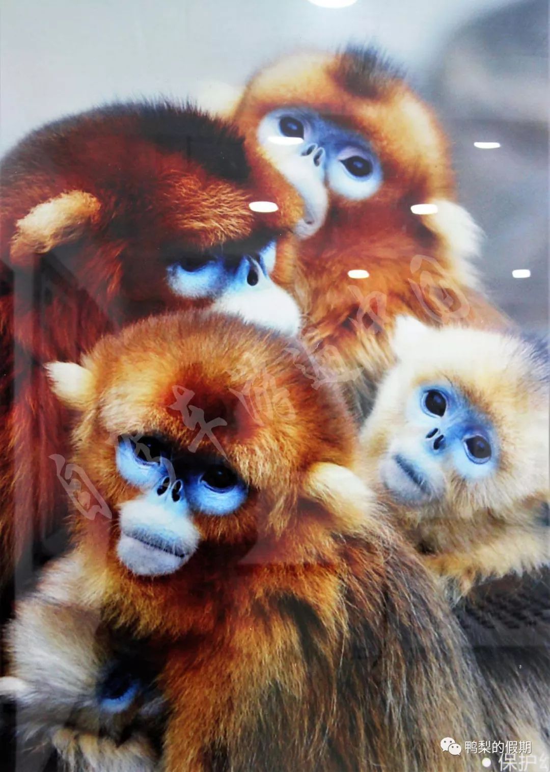 自驾车游遍中国之（一）——世界那么大，我想去神农架