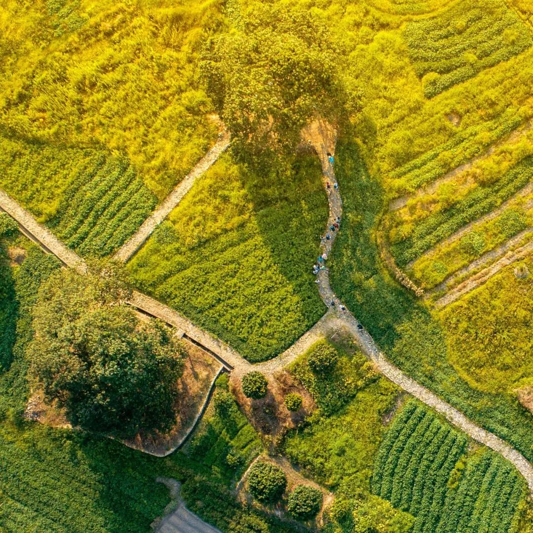 中国荔枝哪里好吃,哪个地方的荔枝最好吃最出名