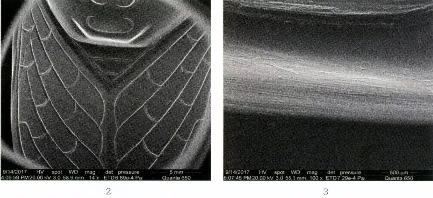 江苏徐州狮子山楚王墓陶俑,狮子山楚王大墓玉器