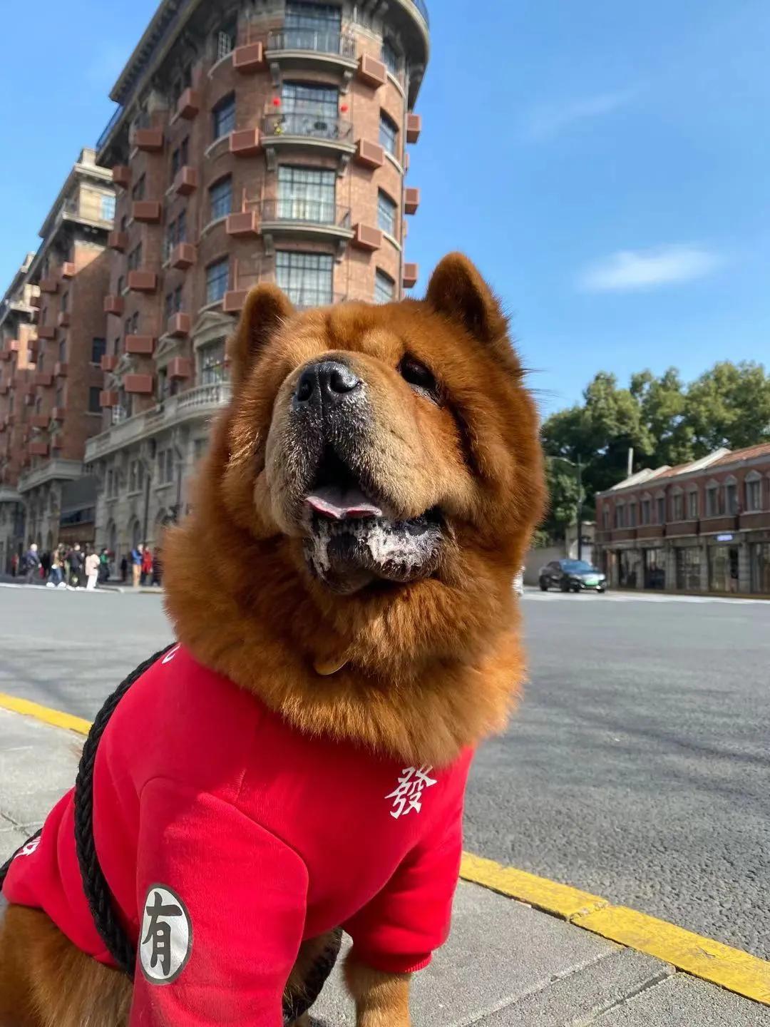 男生猛犬穿女装,男生细狗穿女装