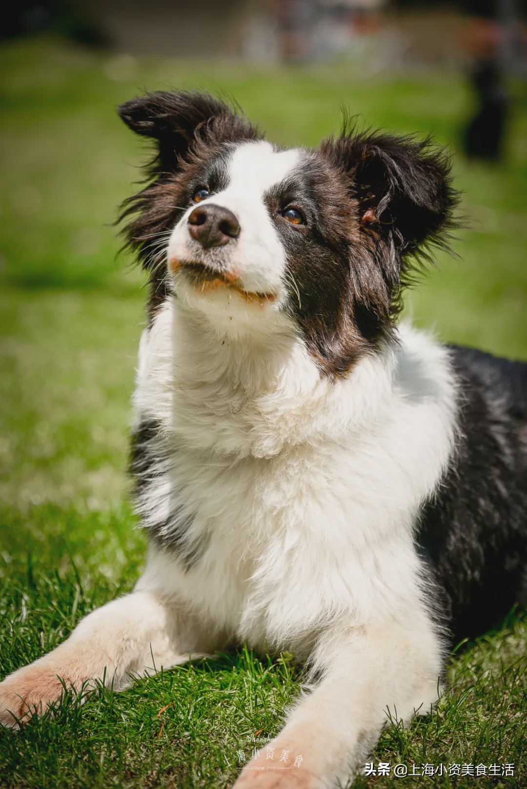 豆柴犬幼犬直播,豆柴是一只非常可爱的小狗
