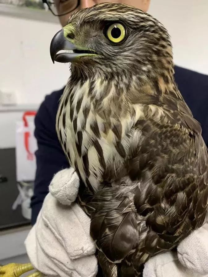 男子贩卖国家二级保护动物被刑拘,男子捕捉野生猫被拘留