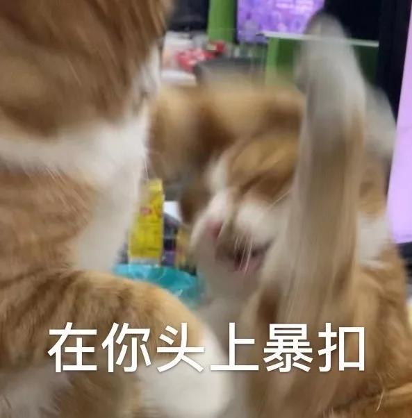 救助流浪猫的都是哪些人,救助了流浪猫没出钱被骂了