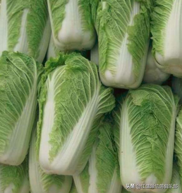 赛鸽进入高峰怎么调理,赛鸽怎样防止上火