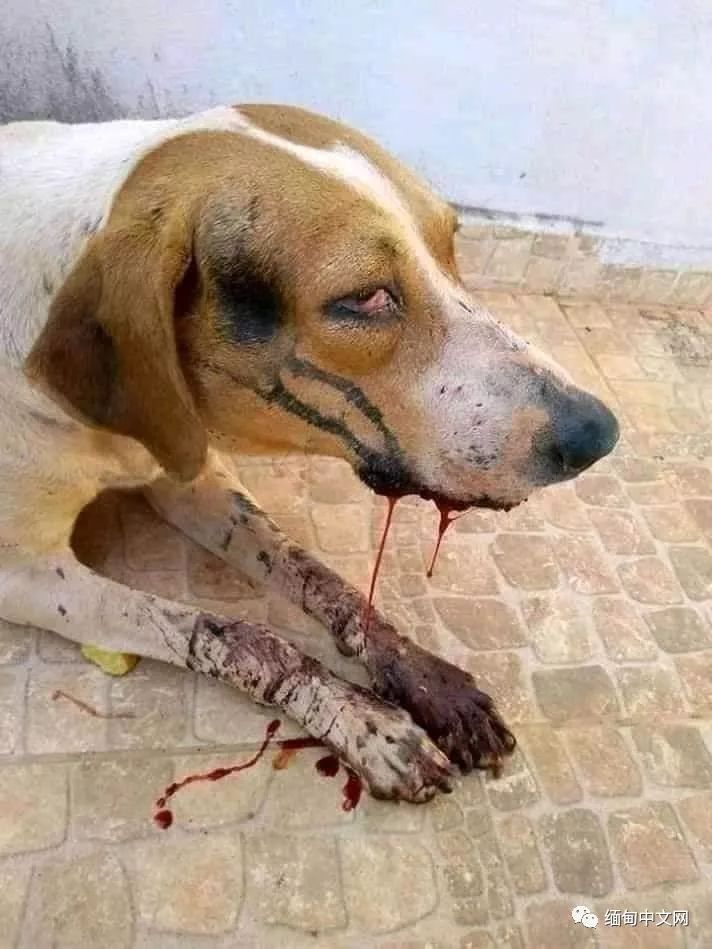 一律毒杀！缅甸小镇，政府下令毒杀流浪狗，中毒流浪狗满嘴血