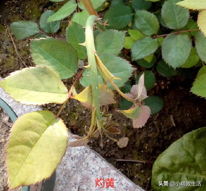 月季叶子健康,月季健康的表现