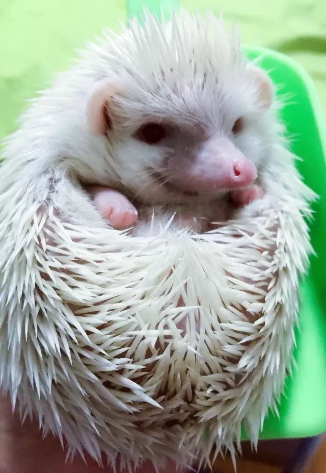 养狗养猫养兔子哪个好,养猫和养狗熊哪个更好