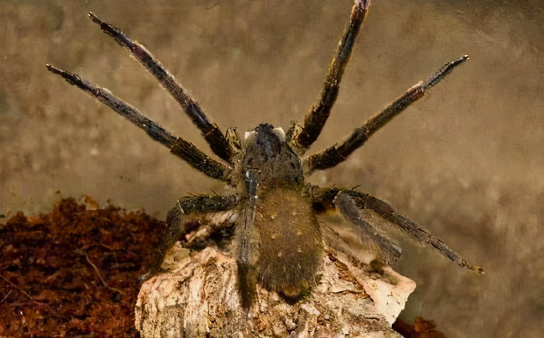 巴西游走蛛毒液有医学作用吗,巴西流浪蛛毒液