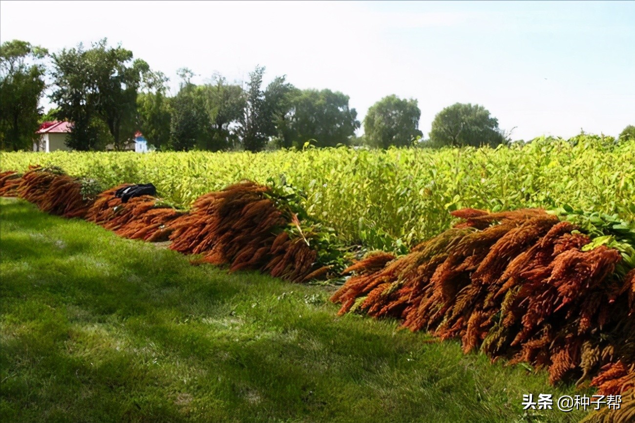 籽粒苋的栽培技术,籽粒苋亩产