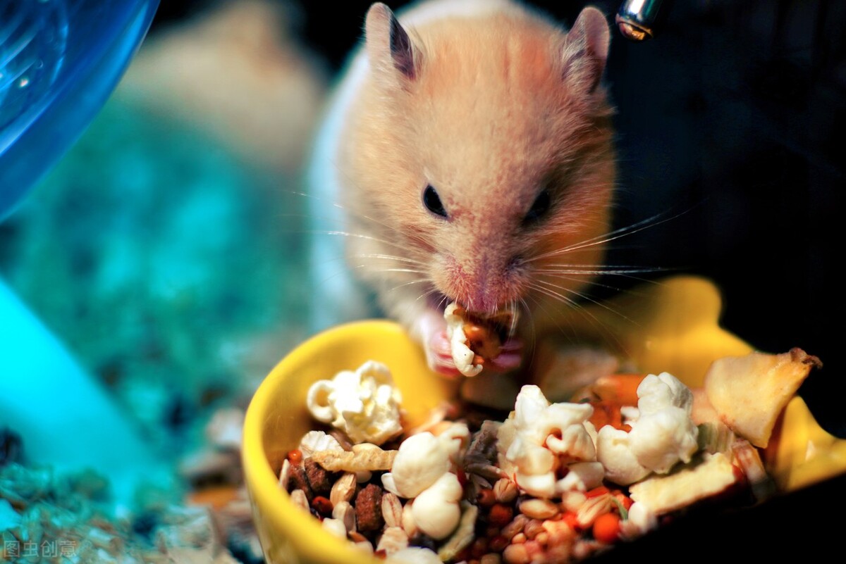 金丝熊拉稀的症状,金丝熊拉稀的原因是什么