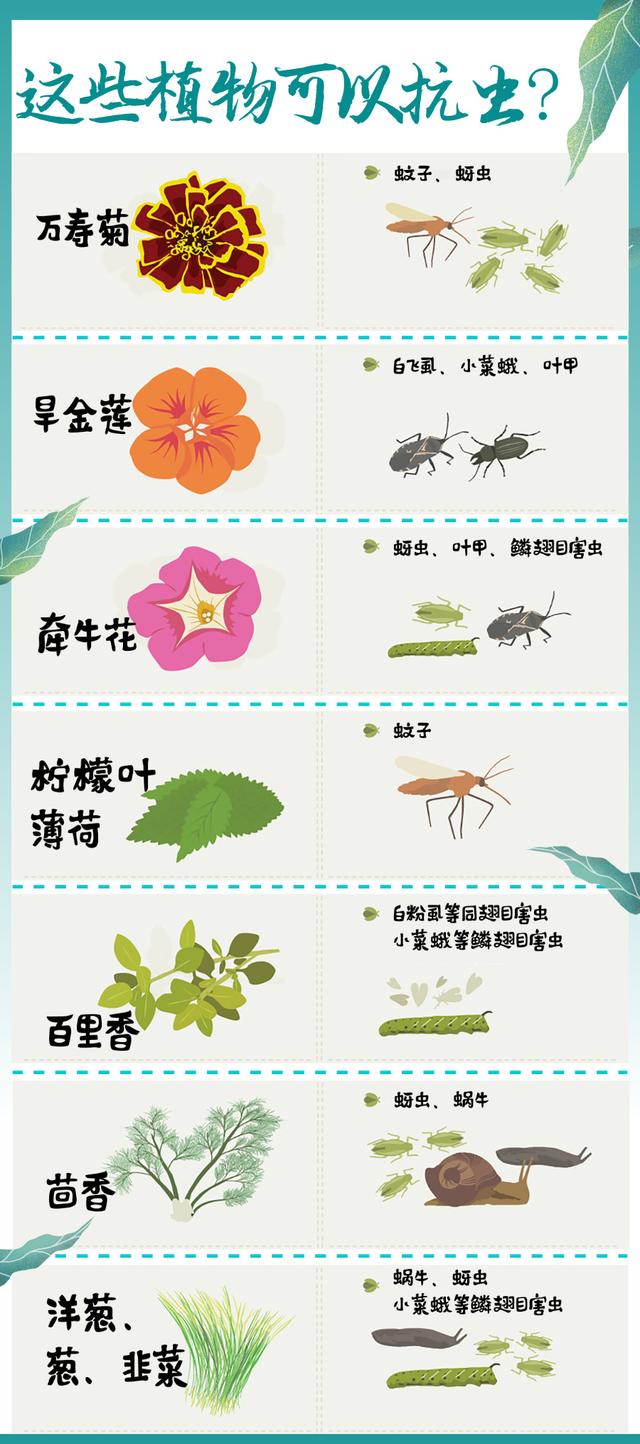 新农人搞种植要记住这几点忠告,绿色农业怎么预防病虫害