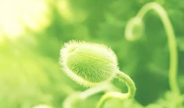 初唐四杰最著名的诗,初唐四杰及其代表诗作