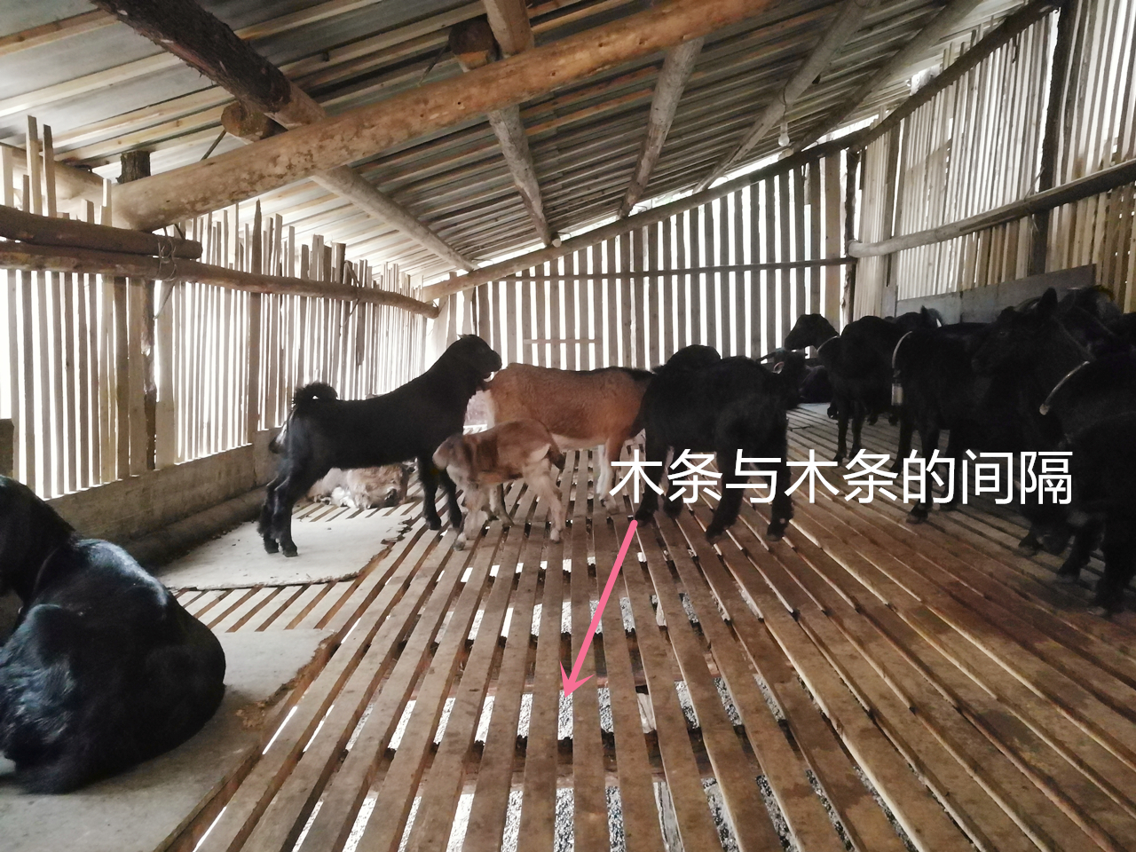 怎样建设羊圈,散养羊圈的最新搭建方法