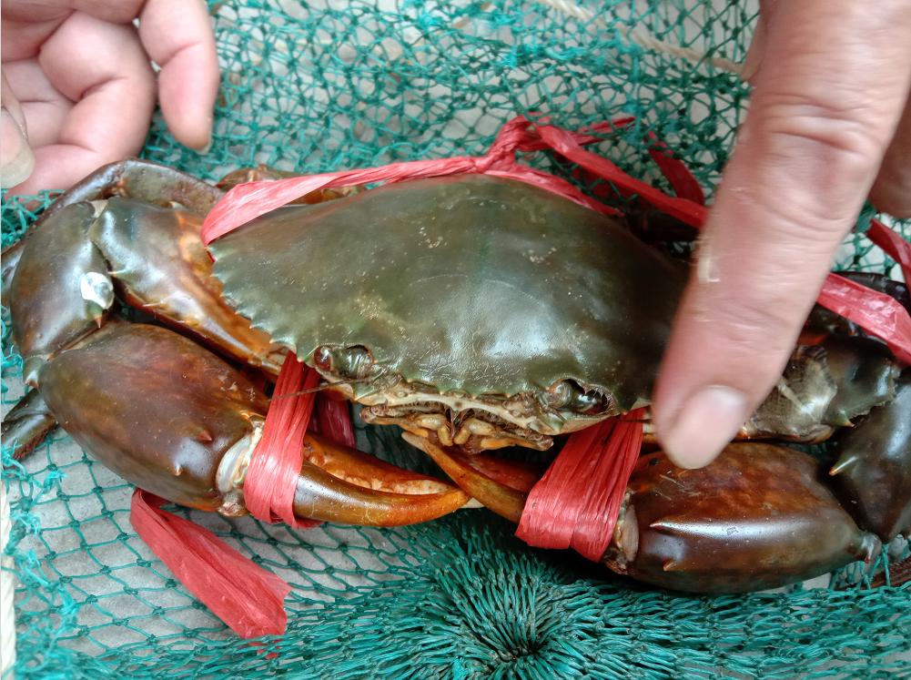 中国沿海地区捕蟹一天能赚多少,捕蟹一月能拿五万吗
