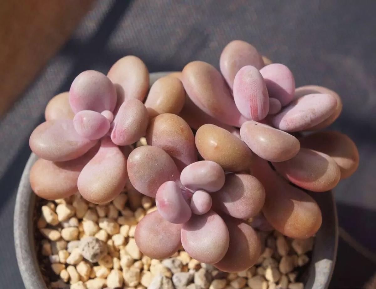 养多肉晒太阳吗,多肉冬天比夏天好养