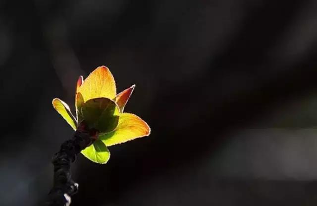 造型极美的盆景一起来欣赏,一组风吹出来的盆景欣赏动感十足