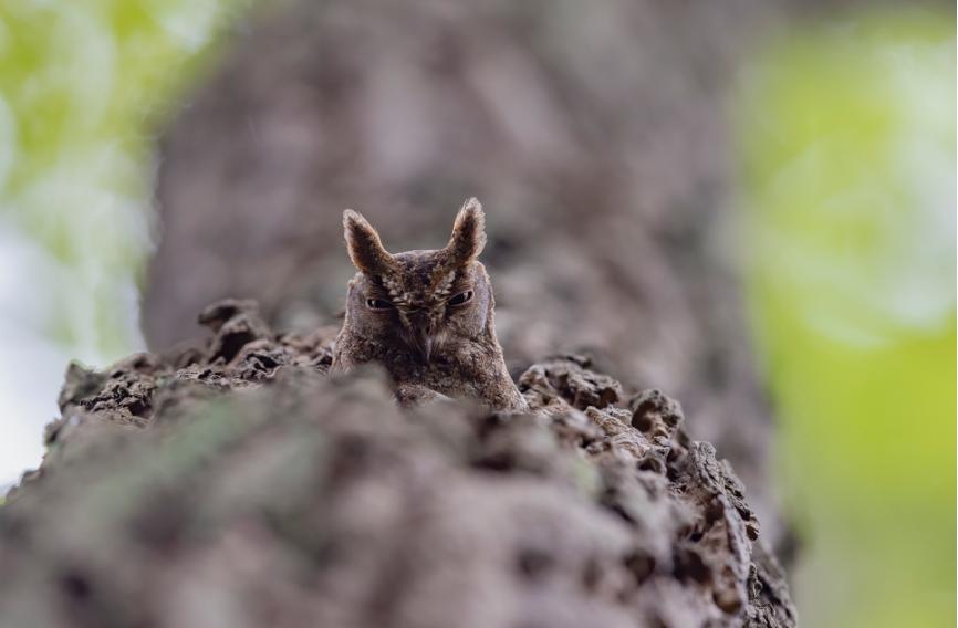 佳能拍鸟最佳镜头,佳能r5有鸟眼跟踪对焦吗