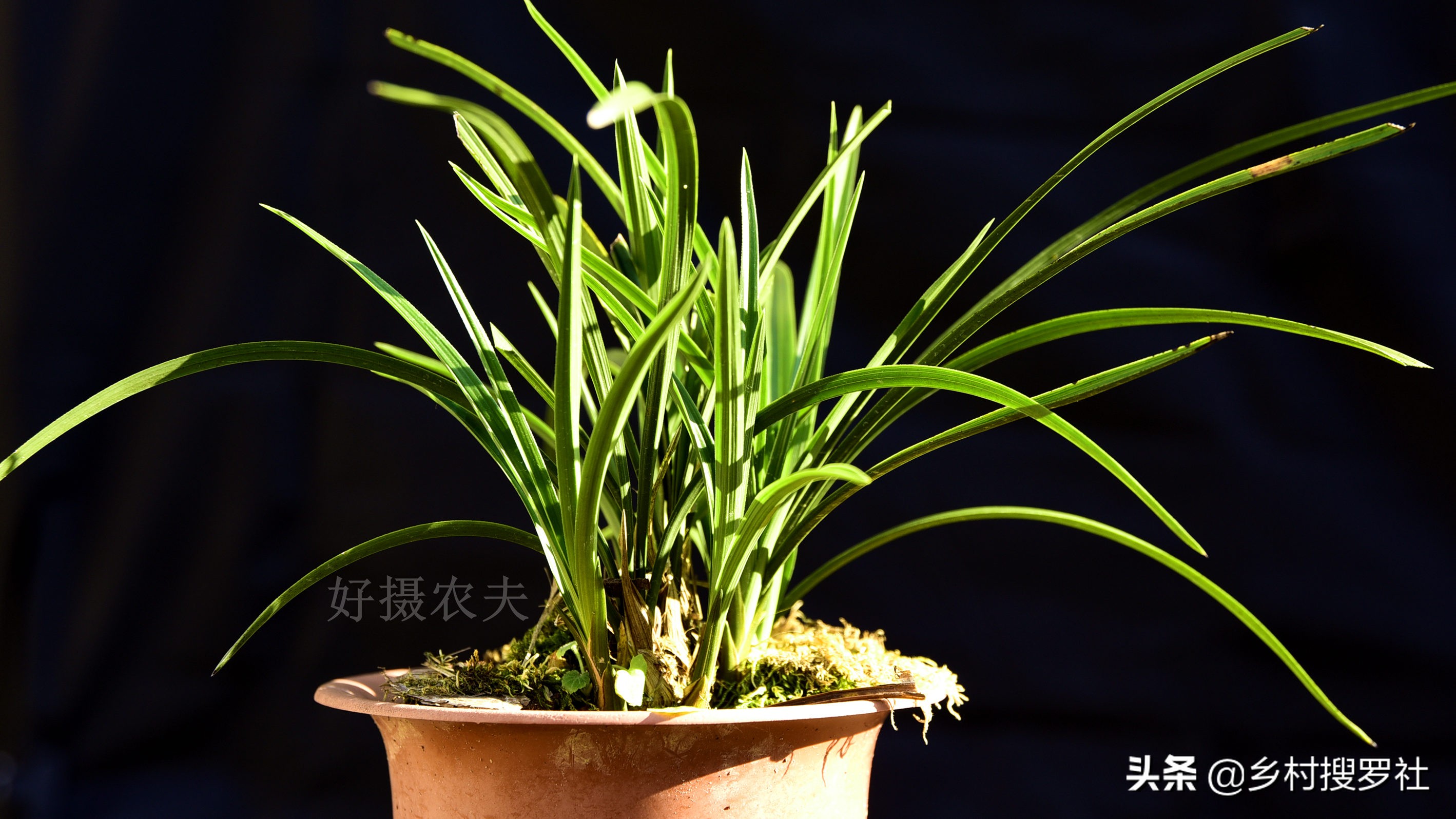 兰花出花苞冬季怎么管理和养护,新种带花苞的兰花为什么会消苞