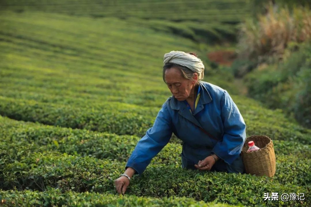 信阳毛尖新茶好喝还是老茶好喝,信阳毛尖单芽与一芽一叶哪种好喝