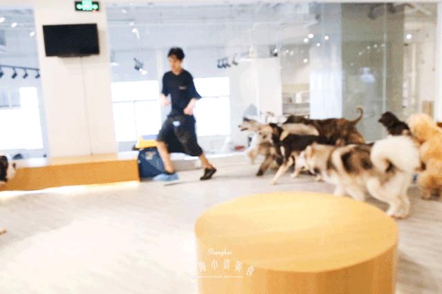 魔都哈士奇体验馆宠物咖啡,魔都哈士奇咖啡馆