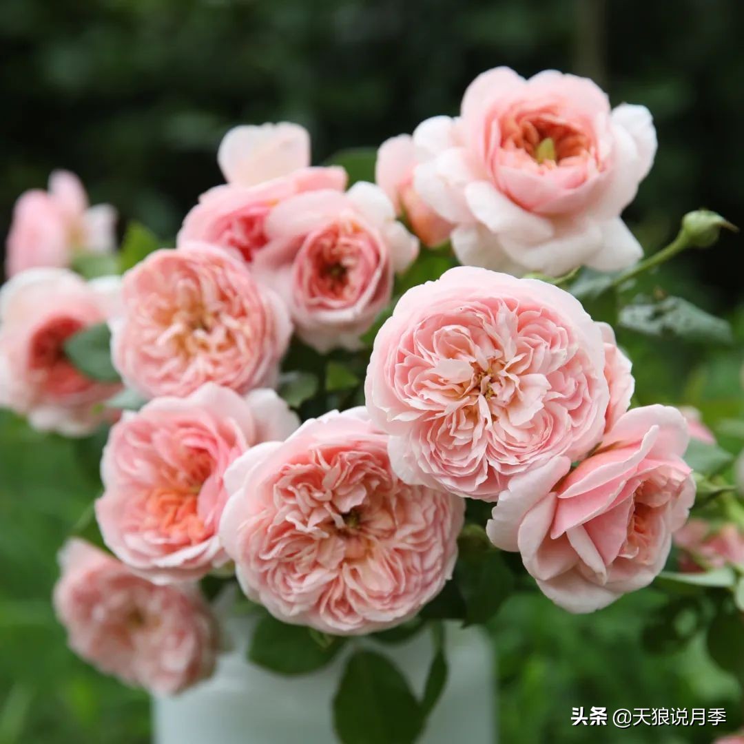 人家最美四月天，天狼自育终于打折了！15个品种供你宠信。