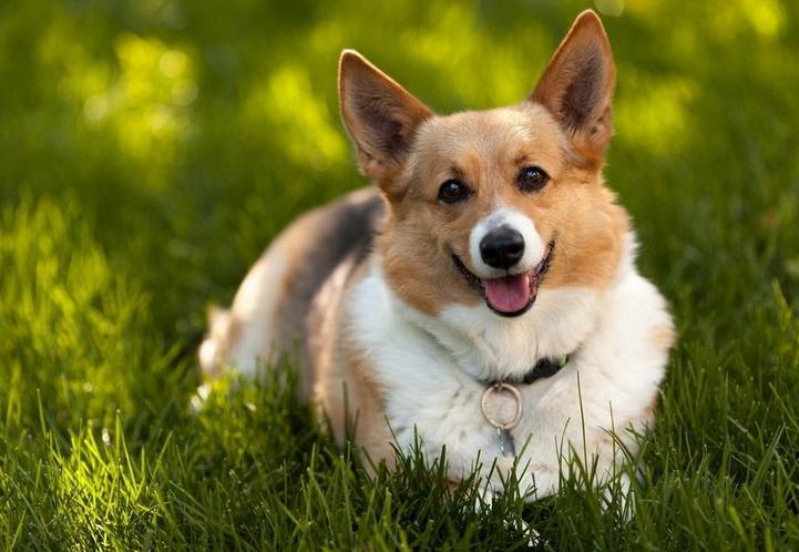 狗狗手术后护理方法,狗狗生病后如何康复训练