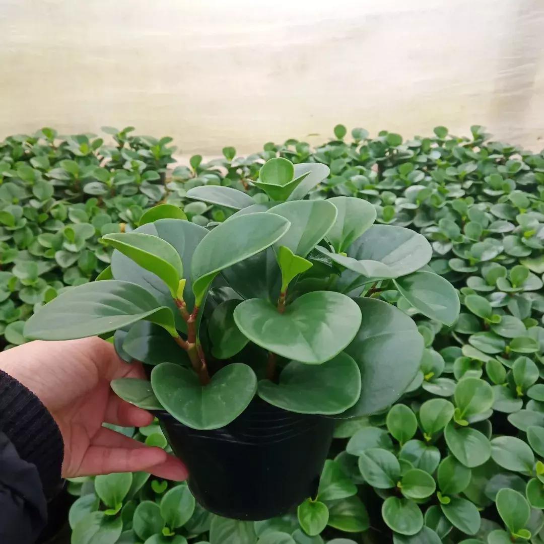 豆瓣绿怎么养叶子才油绿,豆瓣绿和碧绿