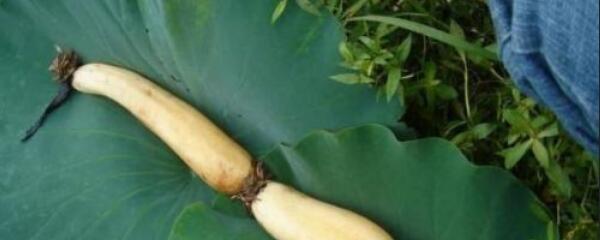 家庭水缸种莲藕有讲究吗,水缸种莲藕