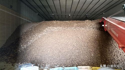 北海道马铃薯在日本一枝独秀