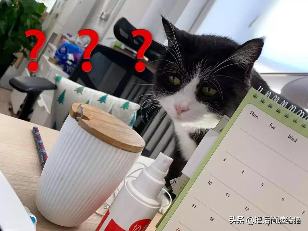 猫故事集,猫故事完整版