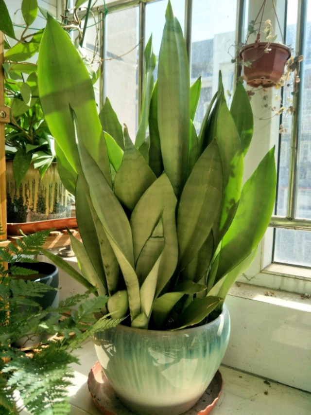 老人说三种花不吉利,这5种花适合老人养健康又长寿