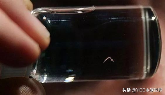 7-10厘米鱼苗,5至7公分鱼苗一年长多大