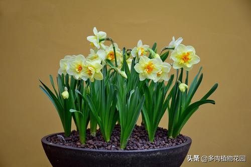 水培水仙叶子发黄怎么回事,水仙叶子干枯发黄怎么办