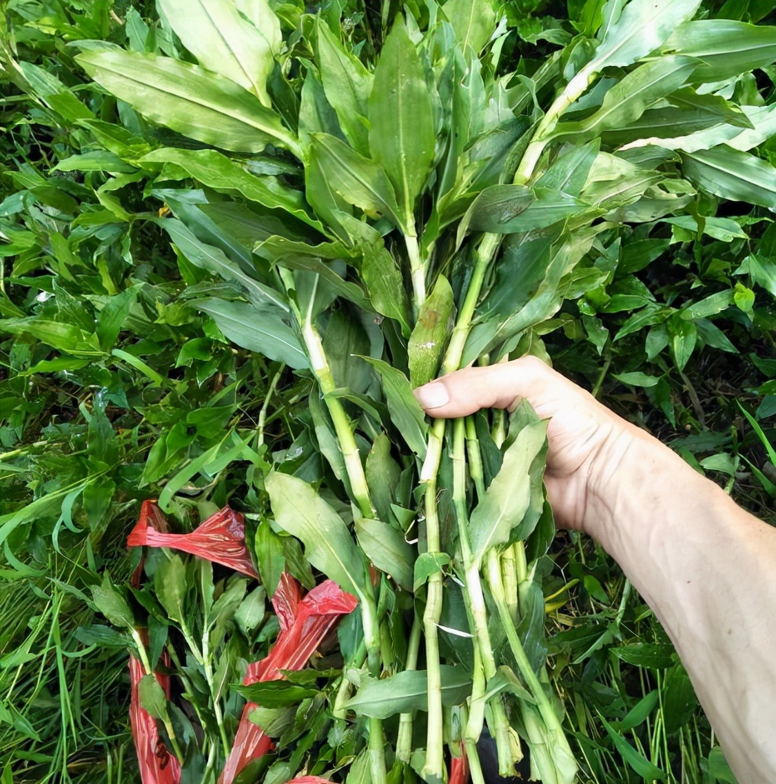 农村田边的这种野菜,农村田埂上的这种野草
