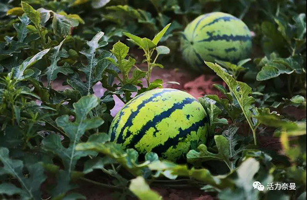 45万奈曼人的名片,太漂亮了!除了中华麦饭石你还知多少?