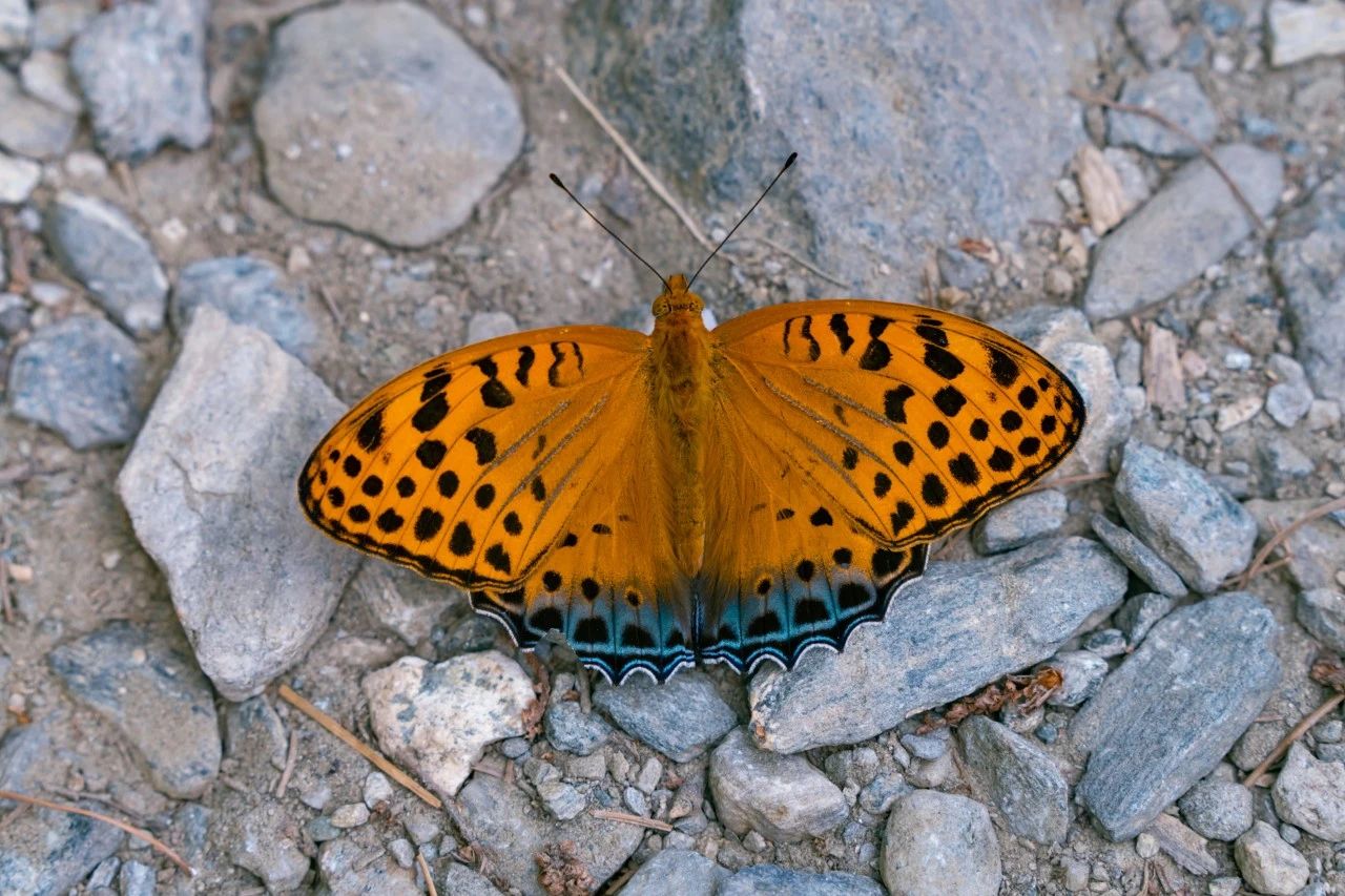 爬了近1个半小时，只为这大理苍山古寺中，孤独又可爱的大橘猫