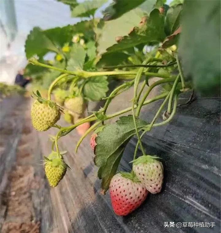 红玉随珠粉玉,高产粉玉