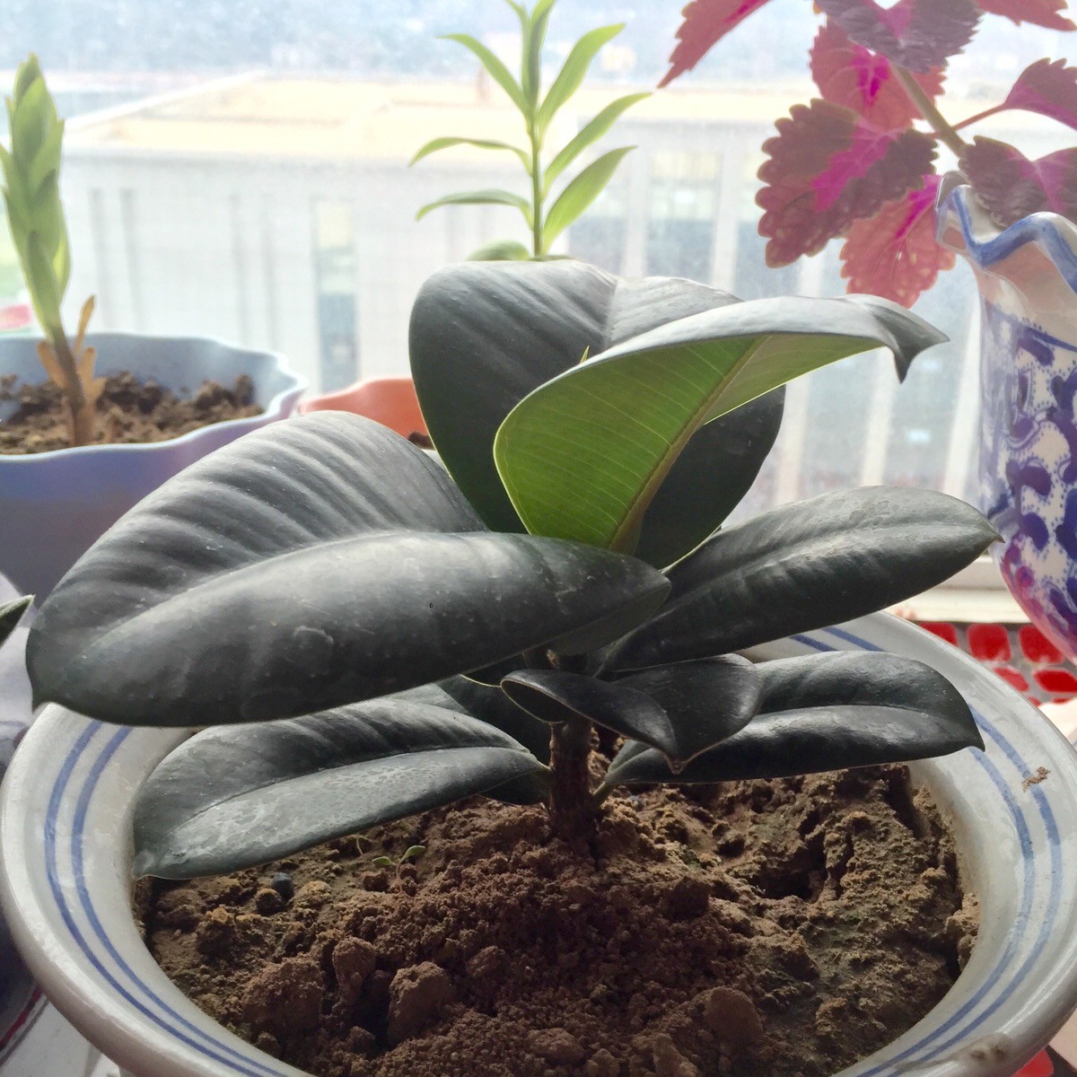 橡皮树叶子下垂发软怎么办视频,橡皮树叶子发软下垂怎么回事