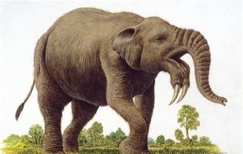 一万年前，史前大象被人类吃到灭绝？研究人员表示这个锅人类不背