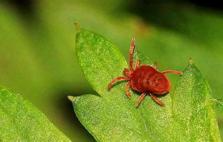 核桃树主要病虫害的防治与识别,核桃的病虫害防治研究进展