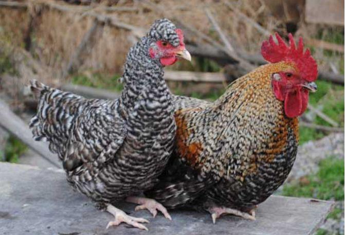 芦花鸡的最好养殖方法,芦花鸡的饲养价值高吗