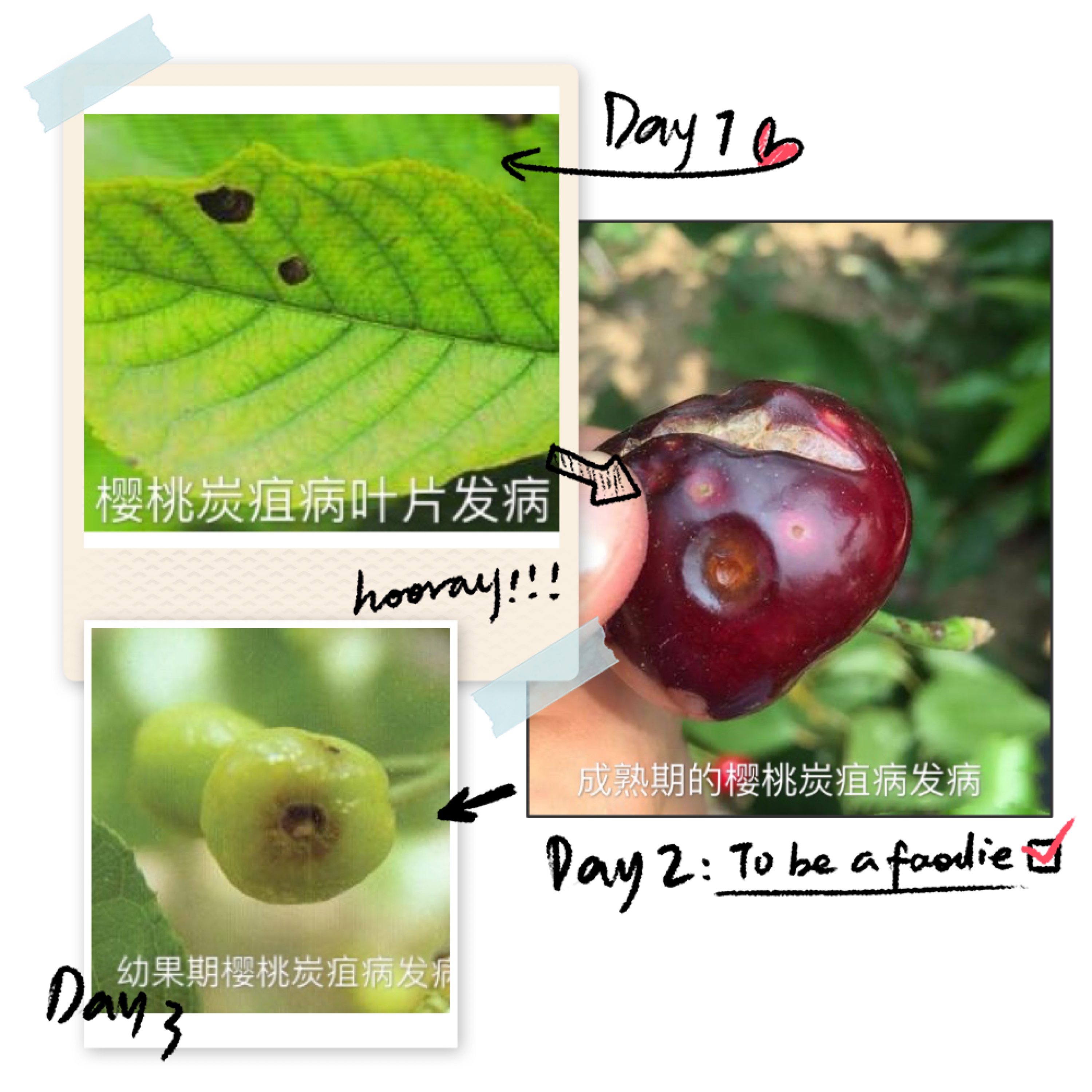 樱桃成熟期，果实频频出现烂果降低品质，种植户就要预防炭疽病了