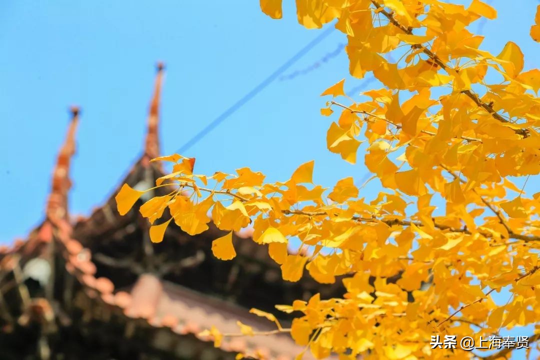 “秀木参天满目娆，落黄漫舞万千娇”二严寺600多年的雌雄古银杏，看了就移不开眼