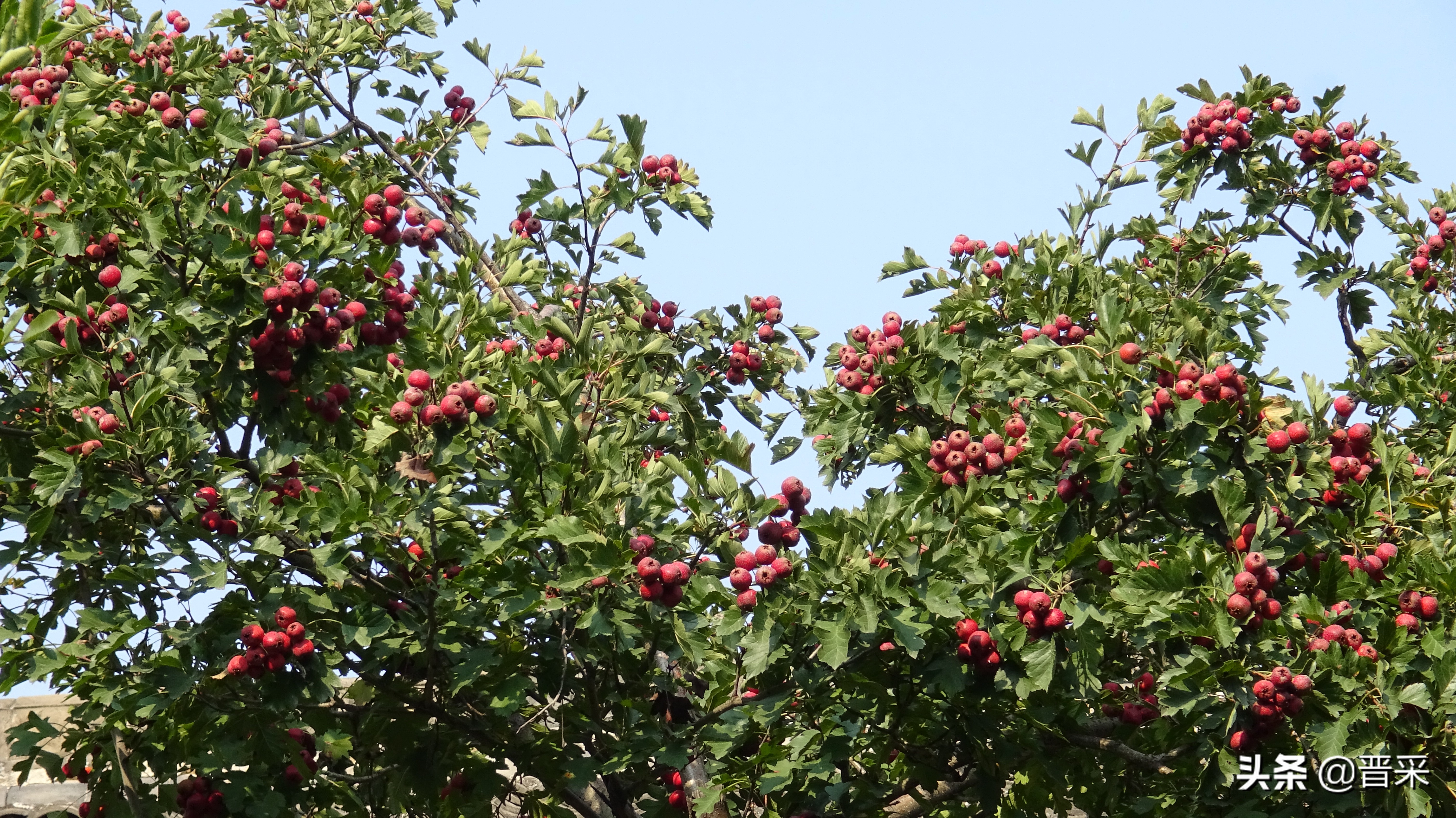 给红果树刮脸“刮皮”是消灭病虫害的有效措施
