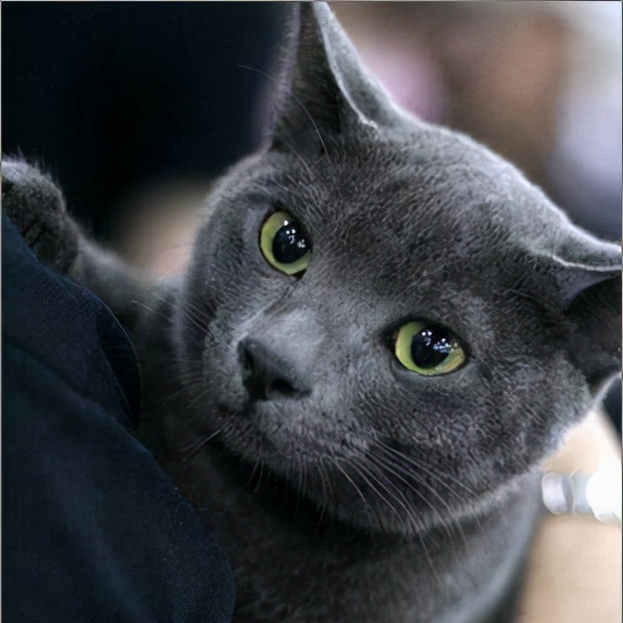 英短蓝猫的寿命是多少岁,绝育的蓝猫寿命有多久