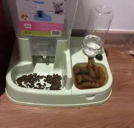 拉屎这么臭，姿势还这么骚，这些猫还真是猫界艾丽