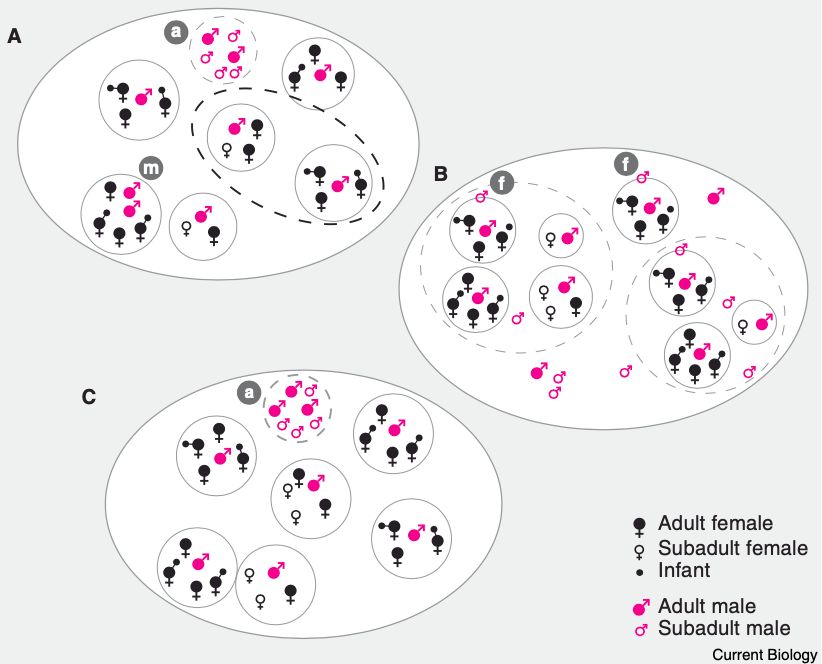 什么鸟代表了美好的象征,什么鸟有好处
