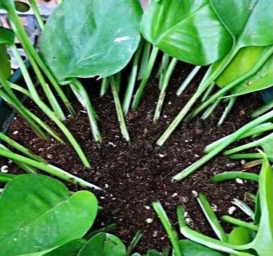 谁说绿萝知识浇浇水?很多人都养错了,绿萝应该这么养